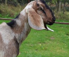 Anglo-Nubian Buck Goat for Sale