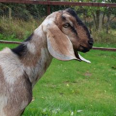 Anglo-Nubian Buck Goat for Sale