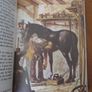 Black beauty    hardback 1981 Image 3