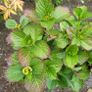 15 mature plants/shrubs Image 5