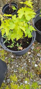 Grape Vine