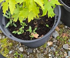 Grape Vine