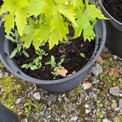 Grape Vine