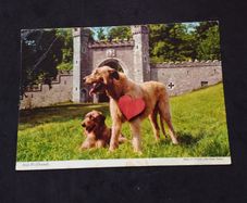 Ireland Postcard : The Irish Wolfhound