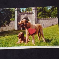 Ireland Postcard : The Irish Wolfhound
