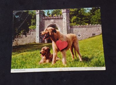 Ireland Postcard : The Irish Wolfhound