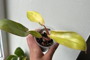 Philodendron Painted Lady