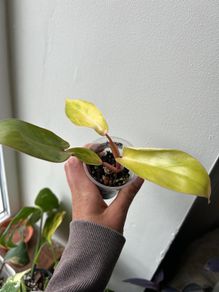 Philodendron Painted Lady