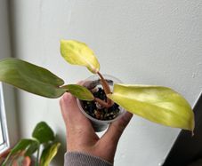 Philodendron Painted Lady