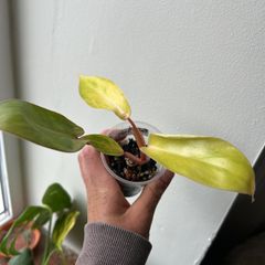Philodendron Painted Lady