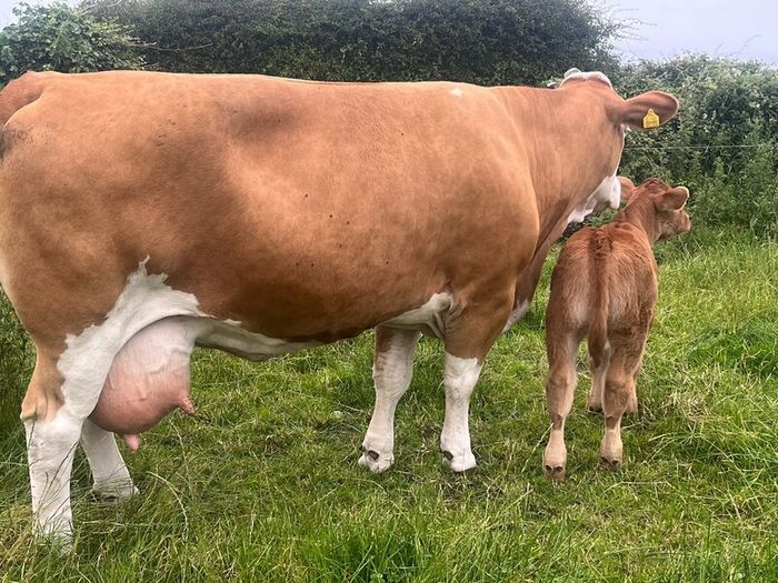PBR Simmentals