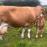 PBR Simmentals Image 2