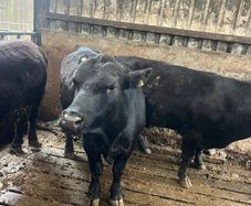 Bulls Aberdeen Angus