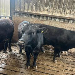 Bulls Aberdeen Angus
