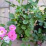 garden plants Image 3