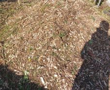 Wood Chips