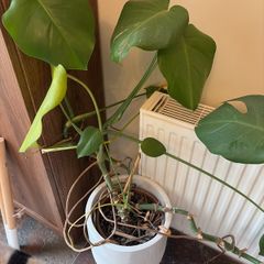Monstera Plant (Pot not included)