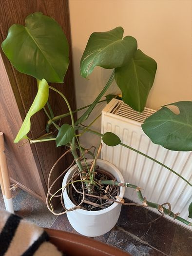 Monstera Plant (Pot not included)