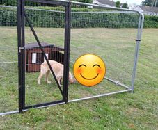 Dog , chicken  pen