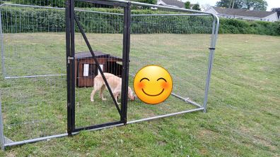Dog , chicken  pen