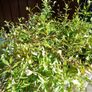 Mexican Daisy Plant Image 2