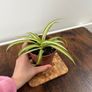 Spider plant house plant Image 2