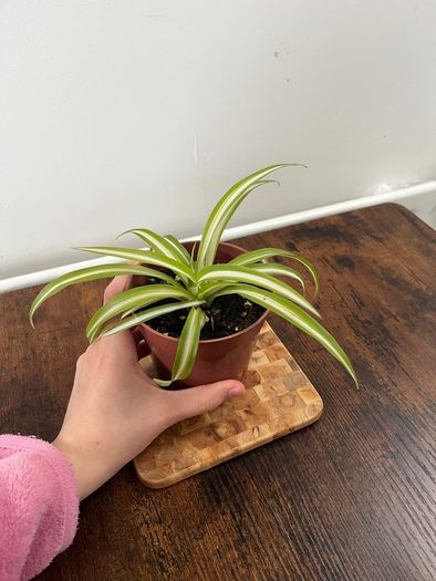 Spider plant house plant