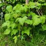 Raspberry plant Image 2