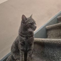 cats