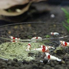 Shrimp Feeding Dish