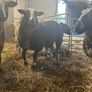 Pure bread Dutch spotted Hogget ram and ram lambs Image 10