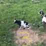 Pigmy goat kids Image 5