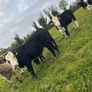 11 Super Heifer Calves Image 4