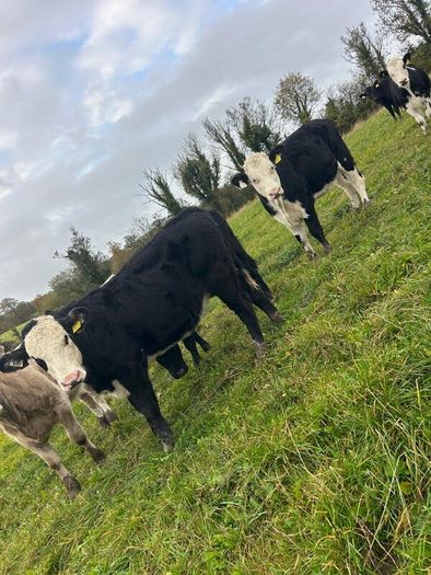 11 Super Heifer Calves