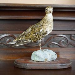 Vintage Taxidermy European Golden Plover