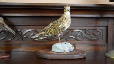 Vintage Taxidermy European Golden Plover