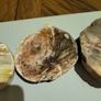 Petrified wood slices Image 4