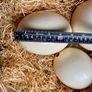 Three ostrich eggs in a large wicker basket with straw Image 4