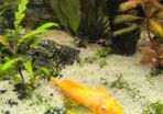 tropical fish