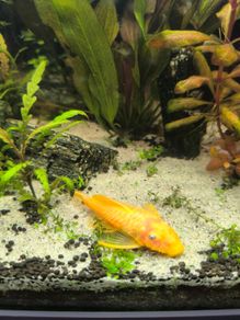 tropical fish