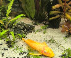 tropical fish
