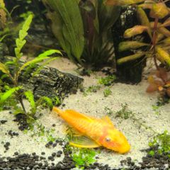tropical fish