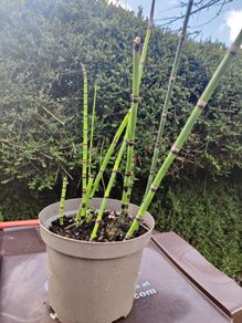 plant