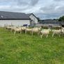 Hoggets Image 4
