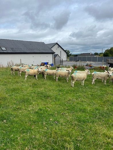 Hoggets