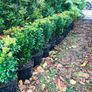 Box Hedge Plants Image 2