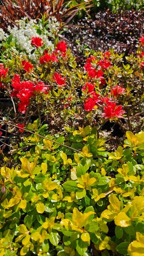 Plants, Flowering Shrubs, Grasses