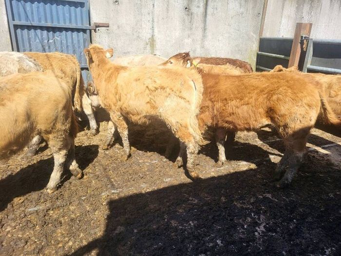 7 heifers