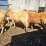 7 heifers Image 8