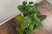 Golden pathos house plant